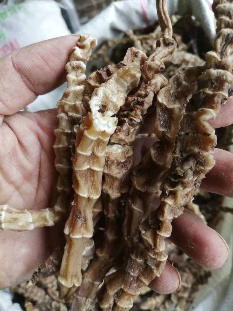 虫草参，竹节参，地参，煲汤好材料，大量现货供应