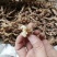 虫草参，竹节参，地参，煲汤好材料，大量现货供应