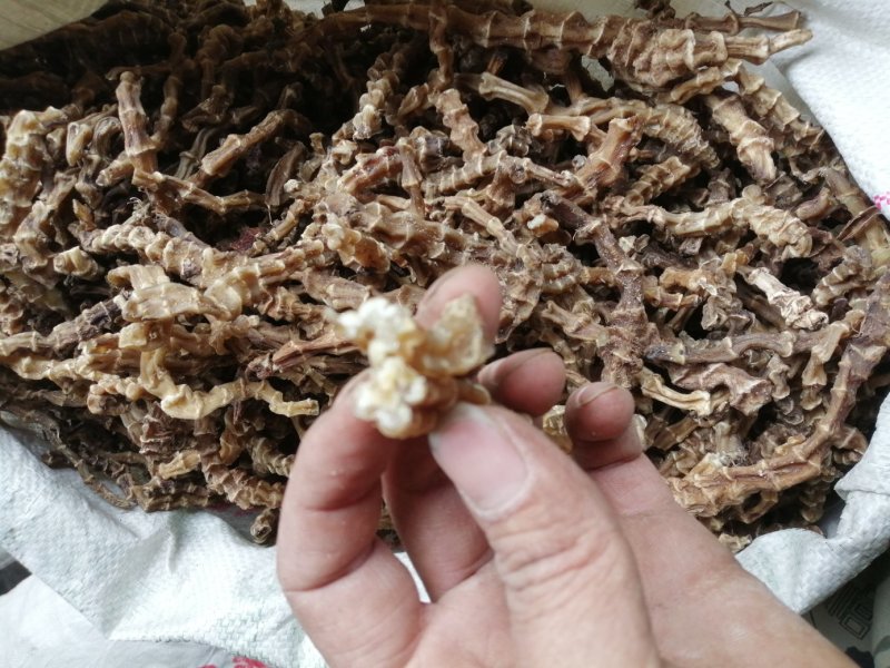 虫草参，竹节参，地参，煲汤好材料，大量现货供应