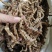虫草参，竹节参，地参，煲汤好材料，大量现货供应