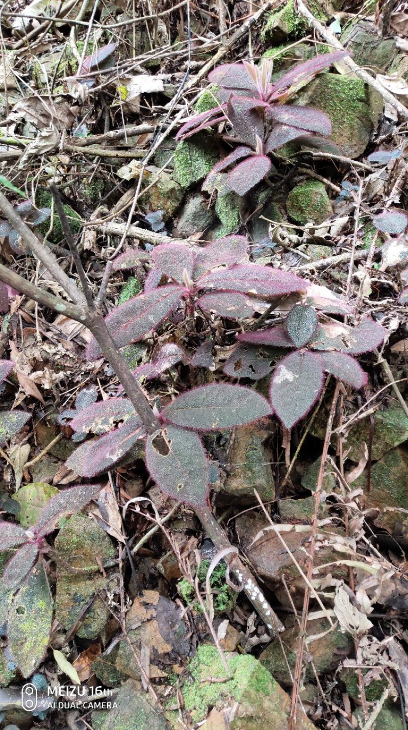 虎舌红/野生虎舌红广西本地
