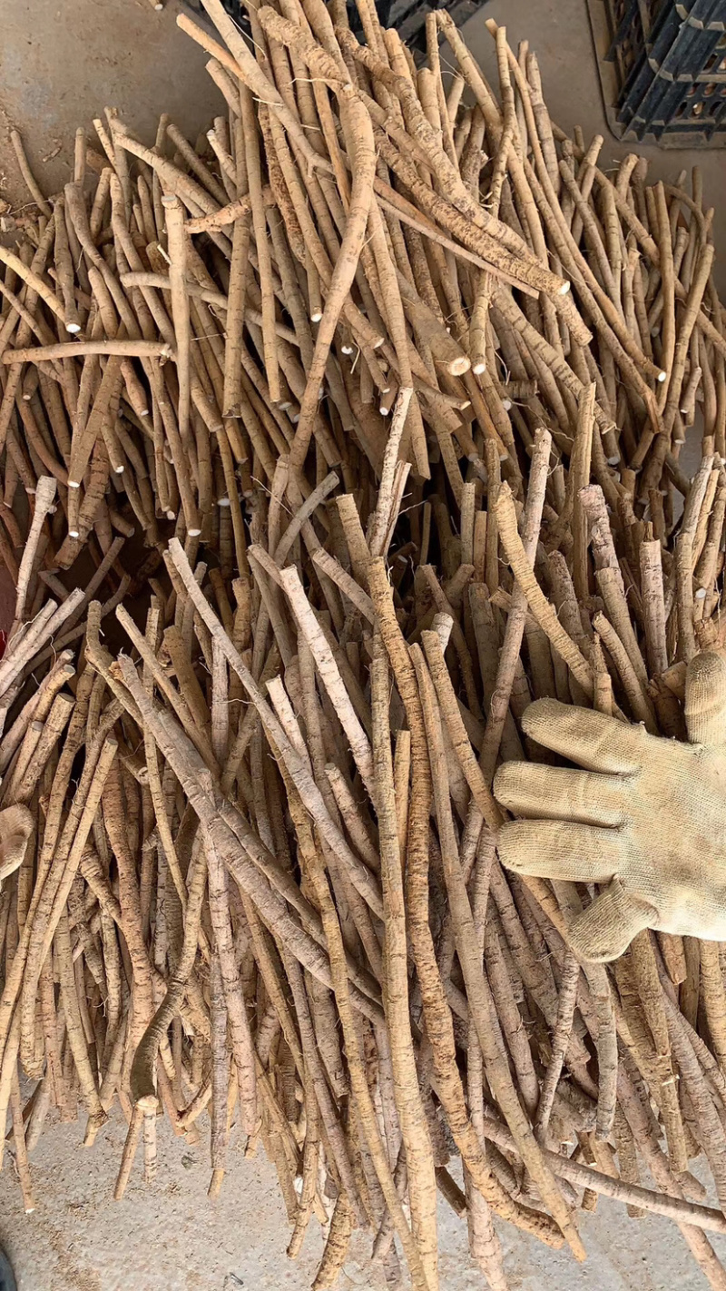 靓牛大力细根（木质）大量批发货源充足