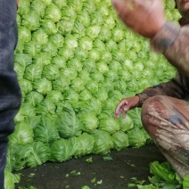 河北甘蓝，上市，菜特别绿，宣，专业工人。发全国。棚头装货
