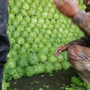 河北甘蓝,上市,菜特别绿,宣,专业工人。发全国。棚头装货