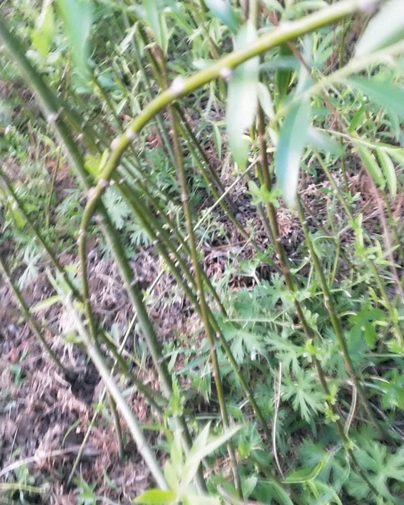 青皮垂柳树苗直径3公分柳树苗量大欢迎选购全国包邮