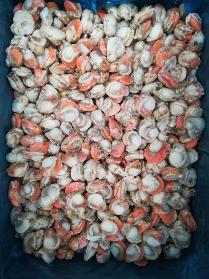 扇贝扇贝肉原汁扇贝肉去胃扇贝肉保质保量