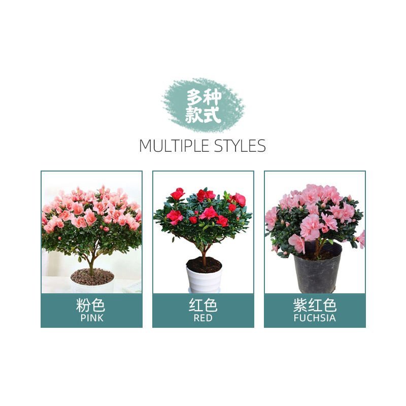 【带花苞发货】杜鹃花盆栽四季开花绿植室内外花卉客厅阳台盆
