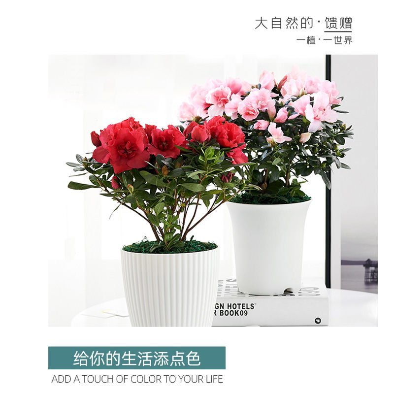 【带花苞发货】杜鹃花盆栽四季开花绿植室内外花卉客厅阳台盆
