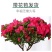 【带花苞发货】杜鹃花盆栽四季开花绿植室内外花卉客厅阳台盆