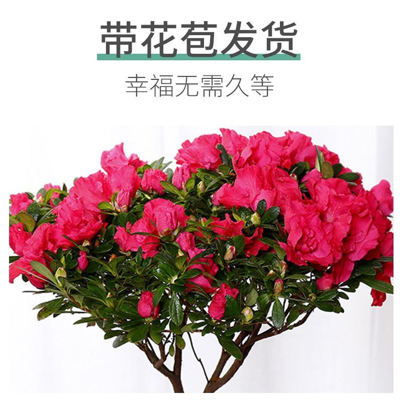 【带花苞发货】杜鹃花盆栽四季开花绿植室内外花卉客厅阳台盆