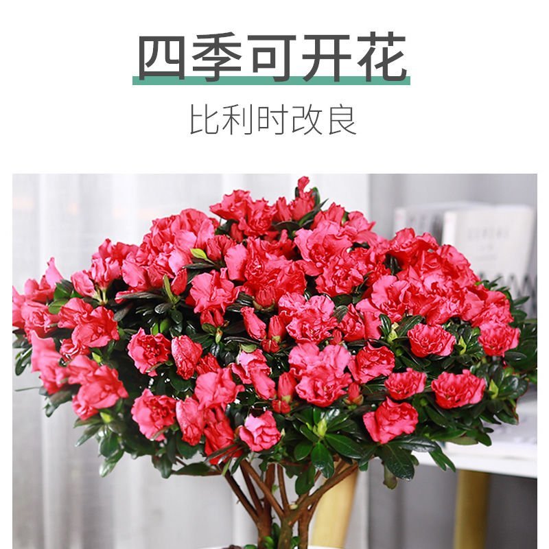 【带花苞发货】杜鹃花盆栽四季开花绿植室内外花卉客厅阳台盆
