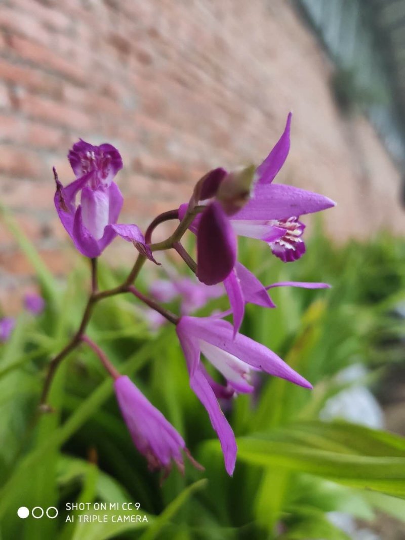 白芨苗子，白芨种苗，白芨苗三叉紫花大白及，白芨苗