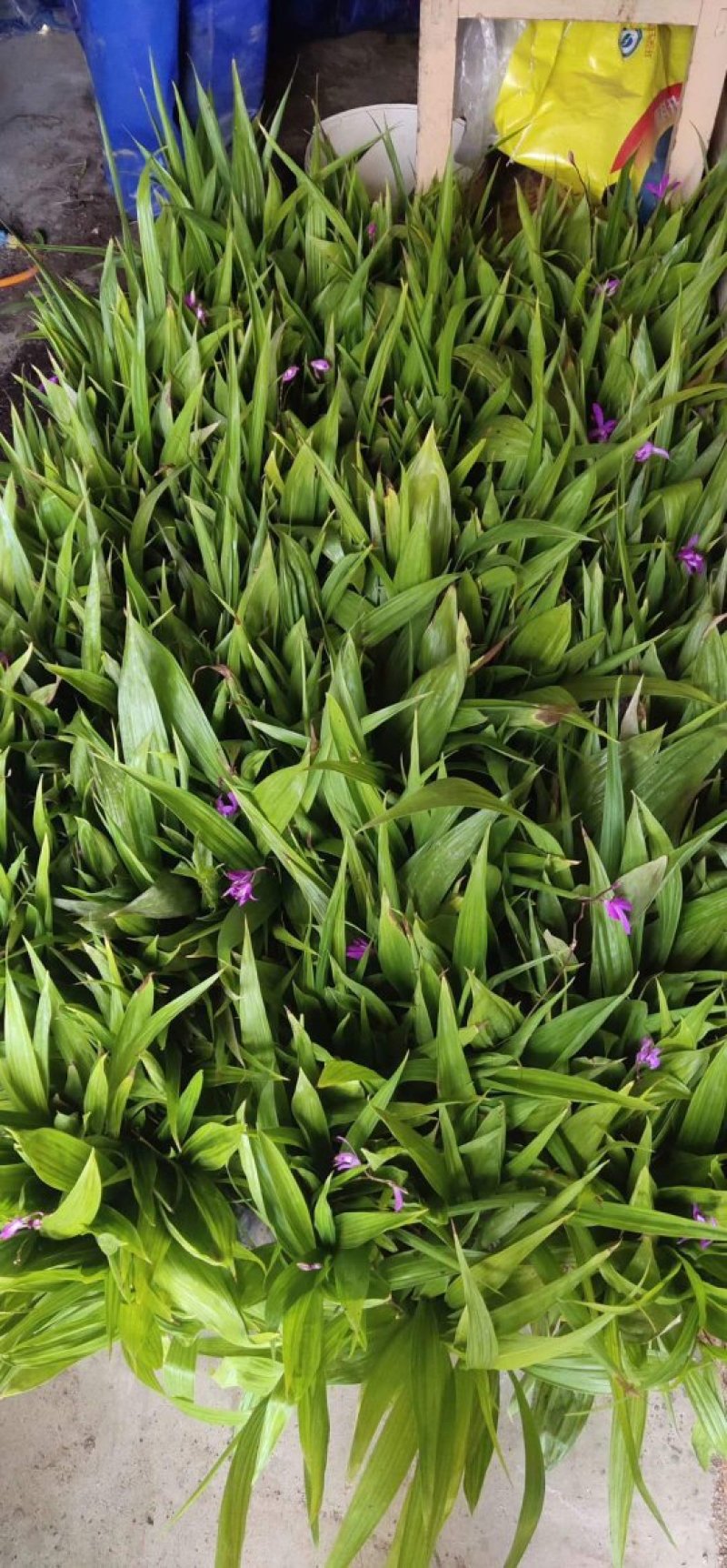白芨苗子，白芨种苗，白芨苗三叉紫花大白及，白芨苗