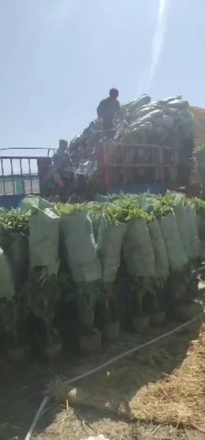 平安树！基地直供！无中间商赚差价！大量现货！诚邀合作！