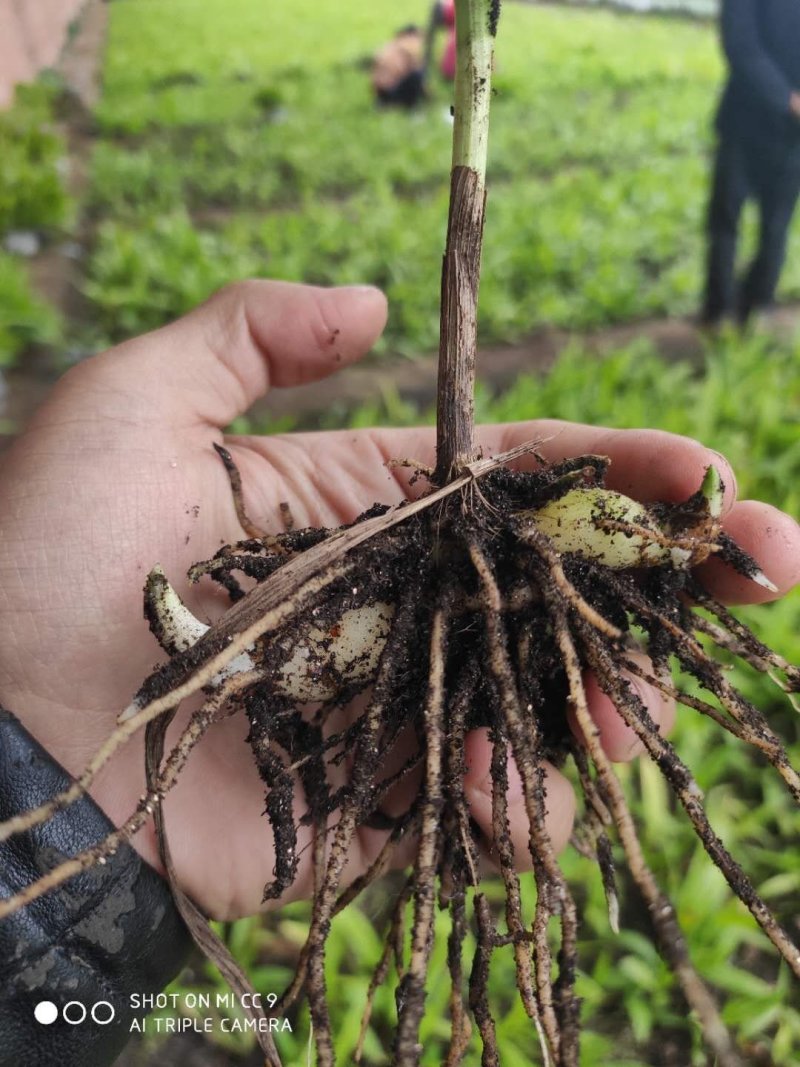白芨苗子，白芨种苗，白芨苗三叉紫花大白及，白芨苗