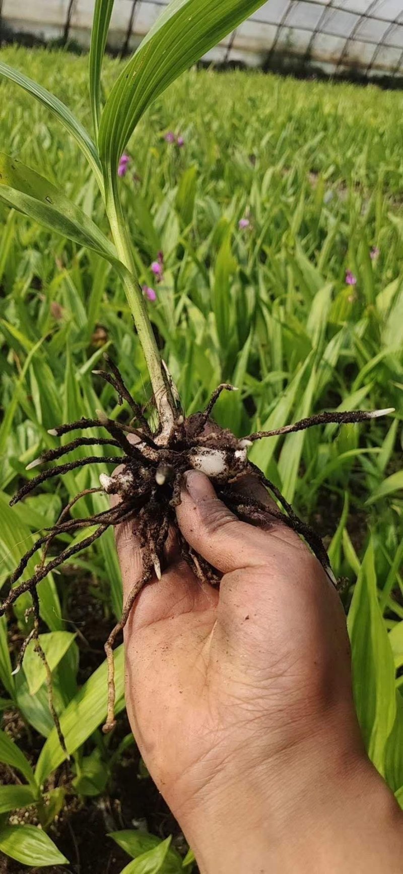 白芨苗子，白芨种苗，白芨苗三叉紫花大白及，白芨苗
