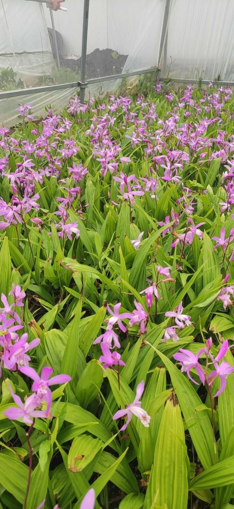 白芨苗子，白芨种苗，白芨苗三叉紫花大白及，白芨苗