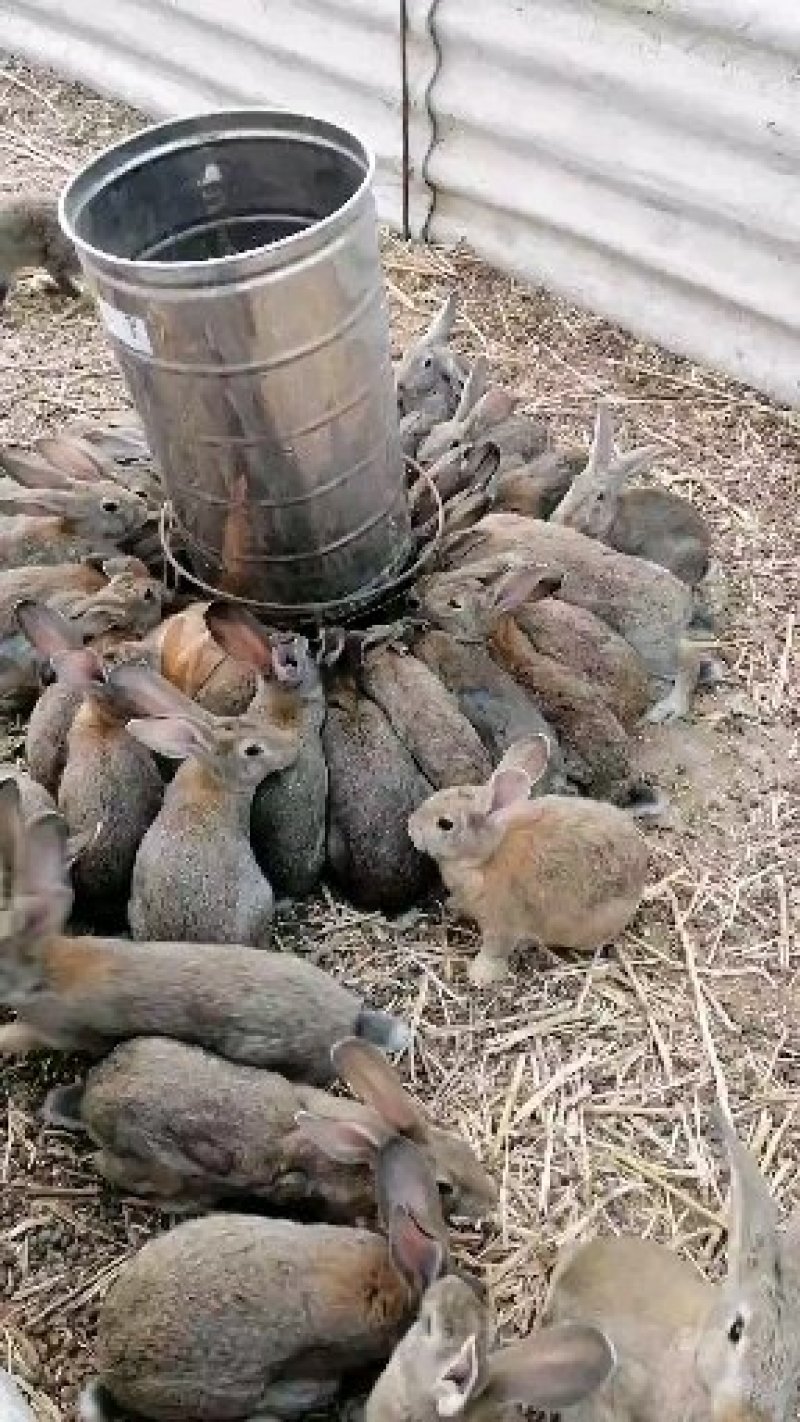大量供应各种肉兔和兔产品全国各地均可发货