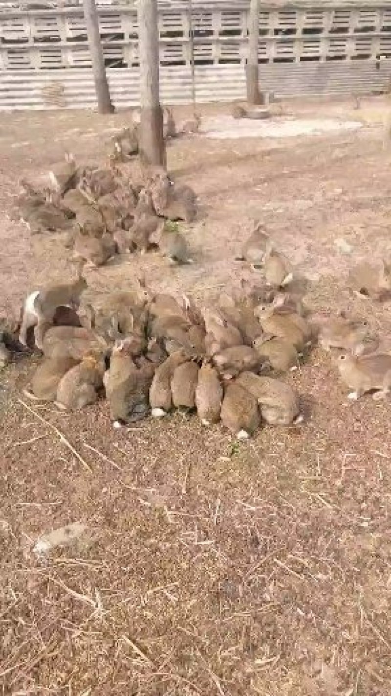 大量供应各种肉兔和兔产品全国各地均可发货