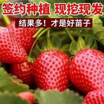 红颜四季草莓苗【当年结果】现挖现发保证成活包邮