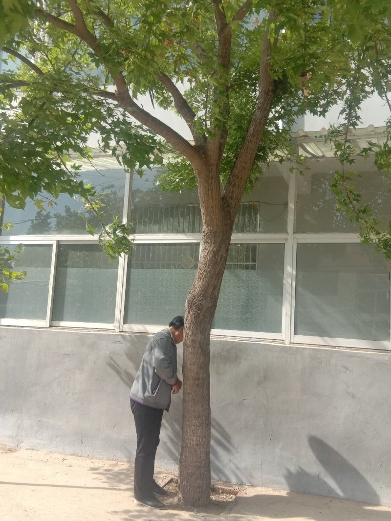 五角枫种植基地规格齐全