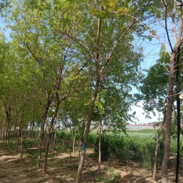 五角枫种植基地规格齐全