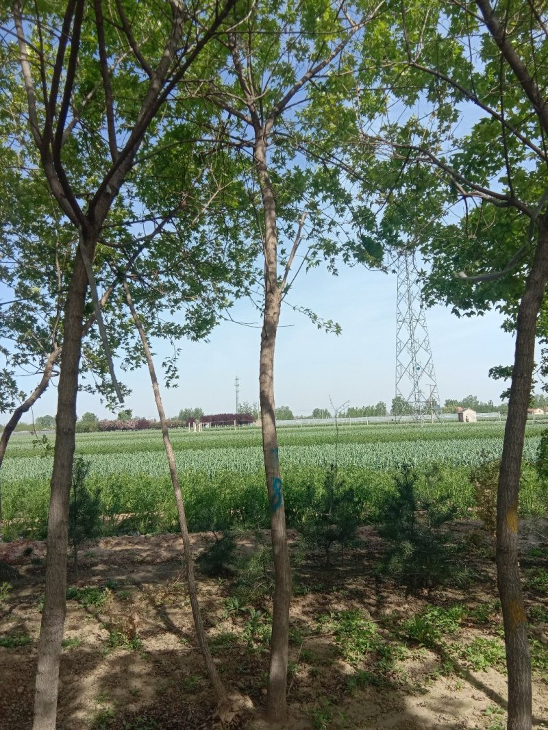 五角枫种植基地规格齐全