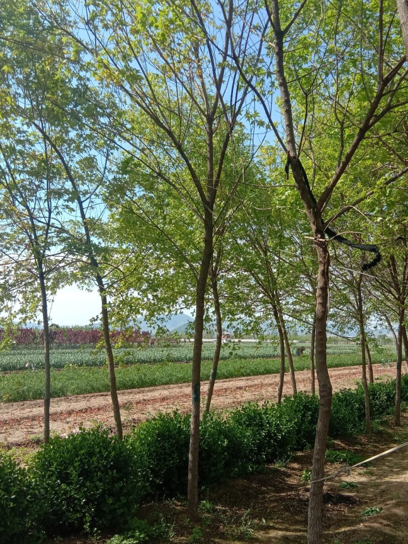 五角枫种植基地规格齐全