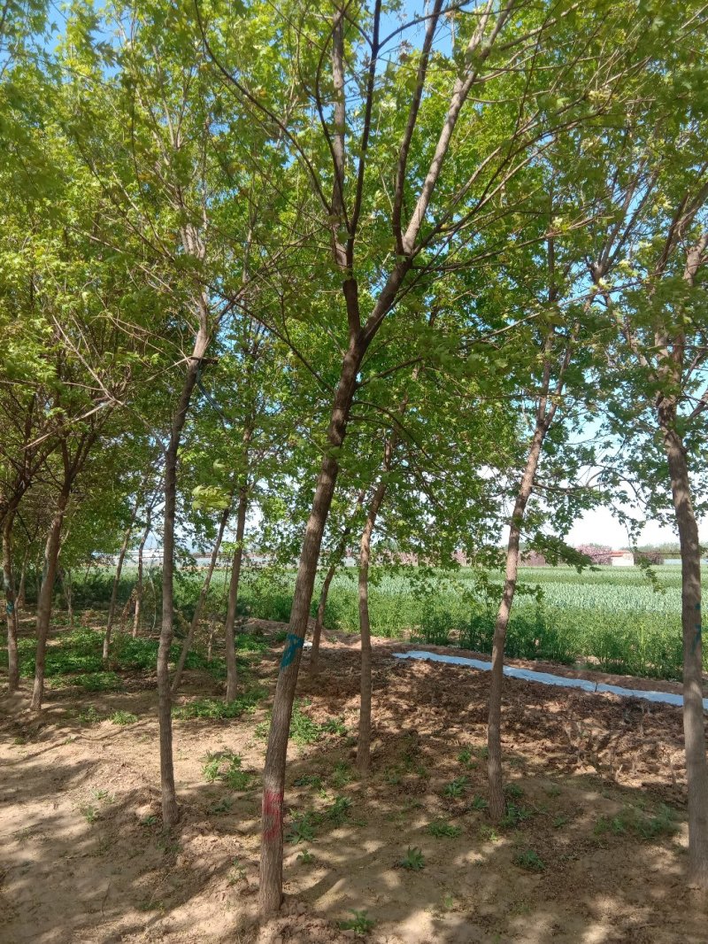 五角枫种植基地规格齐全