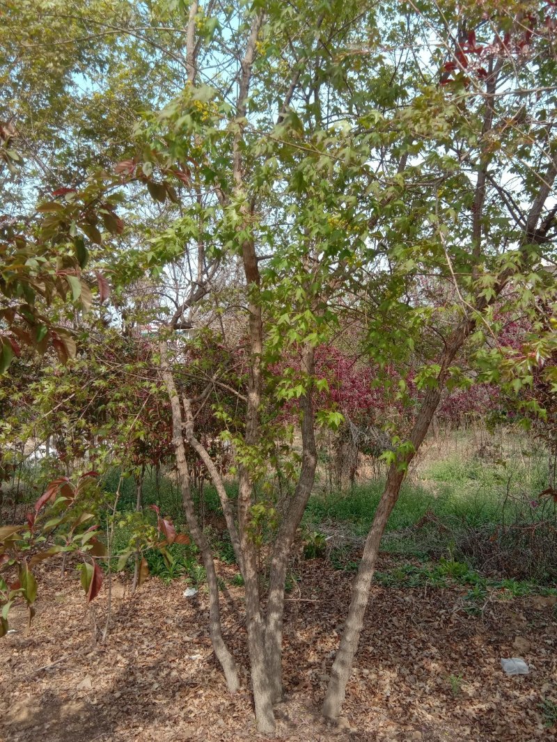 五角枫种植基地规格齐全