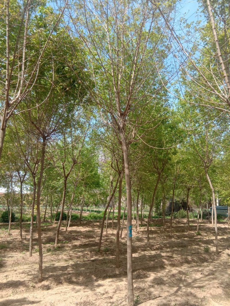 五角枫种植基地规格齐全