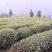 马边茗茶烟峰绿茶高山茶