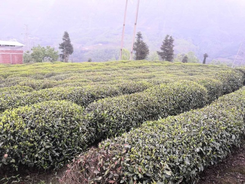马边茗茶烟峰绿茶高山茶