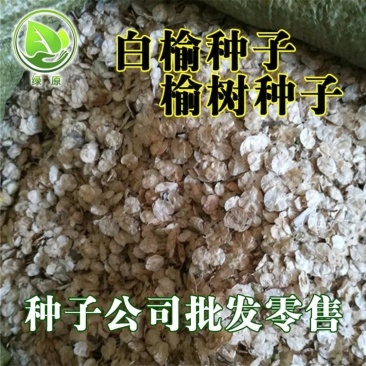 白榆种子2025年纯新采收榆树种子量大批发发芽率高
