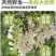 冰冻野生洋槐花新鲜干野生蔬菜当季时令杨槐花野菜干的
