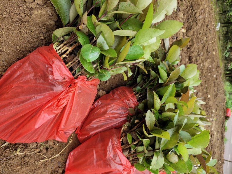 油茶芽苗油茶苗规格齐全苗木基地直供欢迎选购