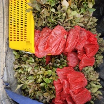 油茶芽苗油茶苗规格齐全苗木基地直供欢迎选购