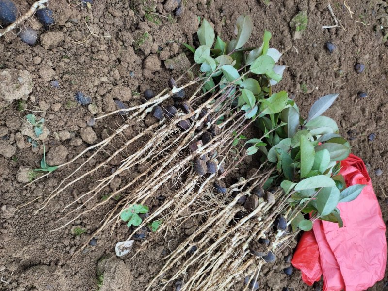 油茶芽苗油茶苗规格齐全苗木基地直供欢迎选购