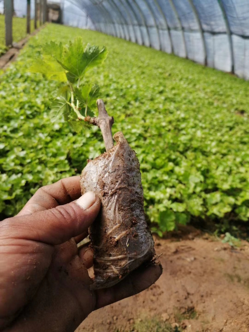 营养杯葡萄苗需要的可以联系品种齐全质量保证