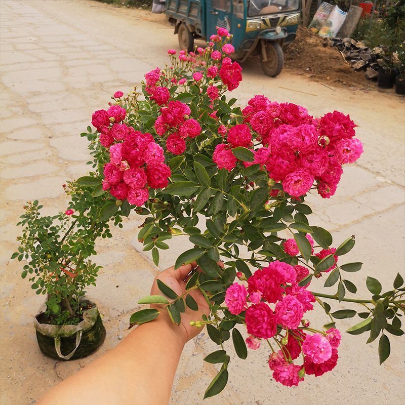 木香花苗七里香盆栽爬藤植物浓香四季甜蜜红木香花苗蔷薇攀援