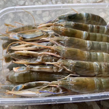海小龙虾