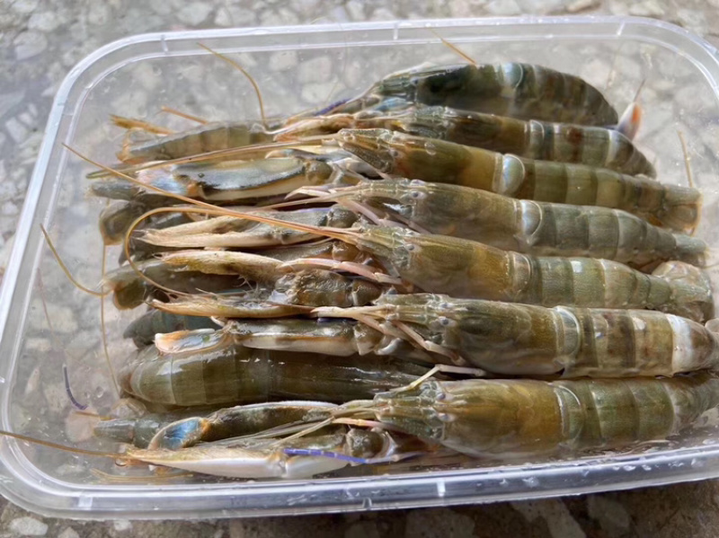 海小龙虾
