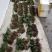 华重楼苗野生重楼盆栽七叶一枝花苗多年生药材庭院阳台绿植花