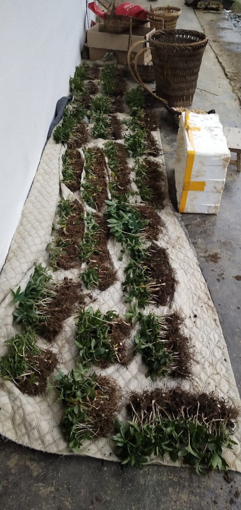 华重楼苗野生重楼盆栽七叶一枝花苗多年生药材庭院阳台绿植花
