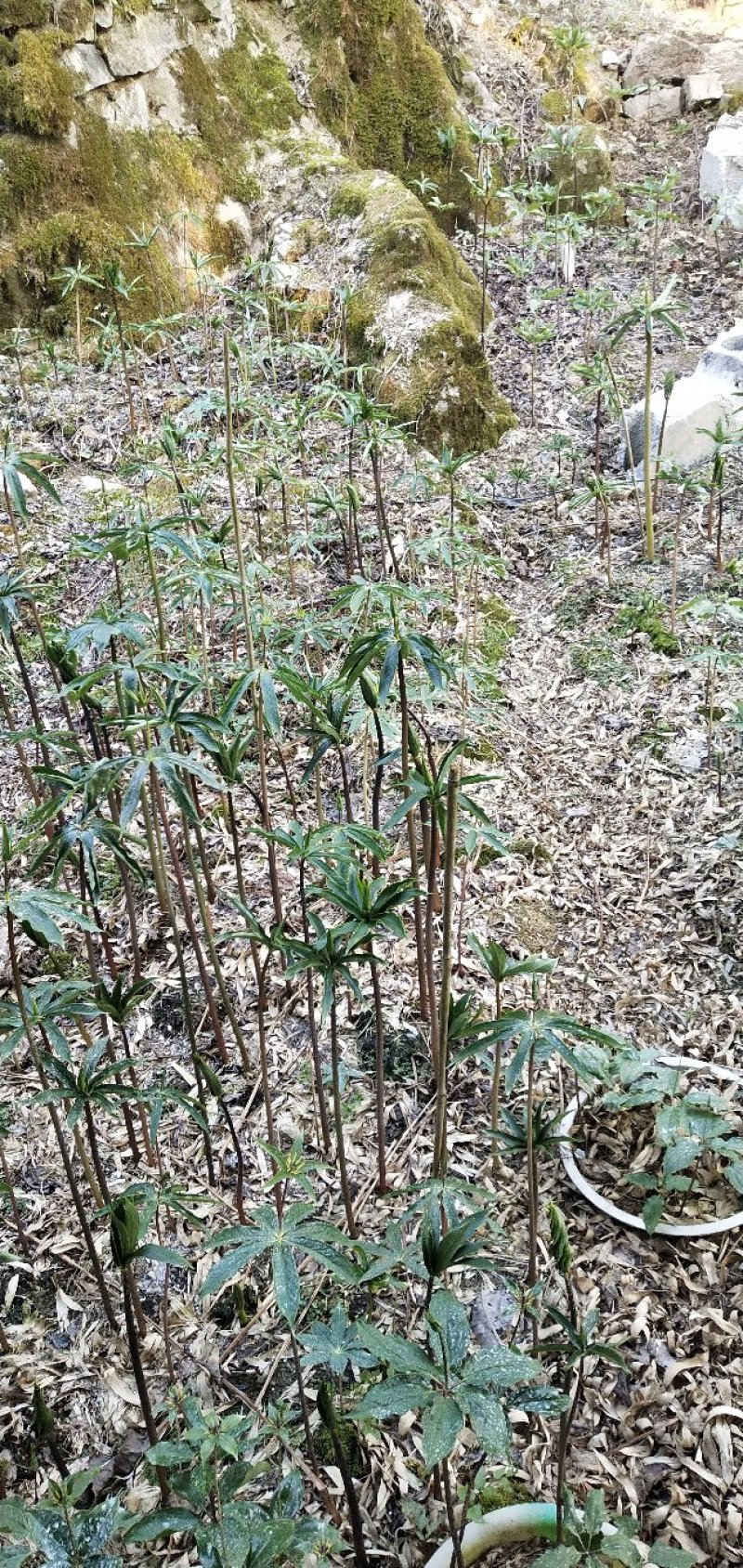 华重楼苗野生重楼盆栽七叶一枝花苗多年生药材庭院阳台绿植花
