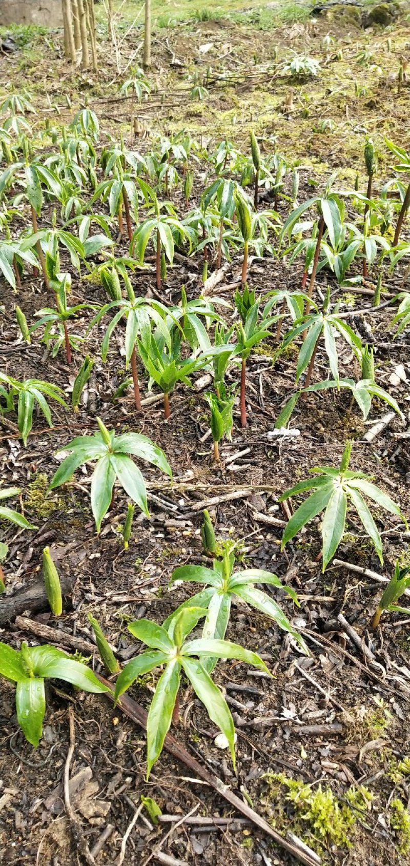 华重楼苗野生重楼盆栽七叶一枝花苗多年生药材庭院阳台绿植花