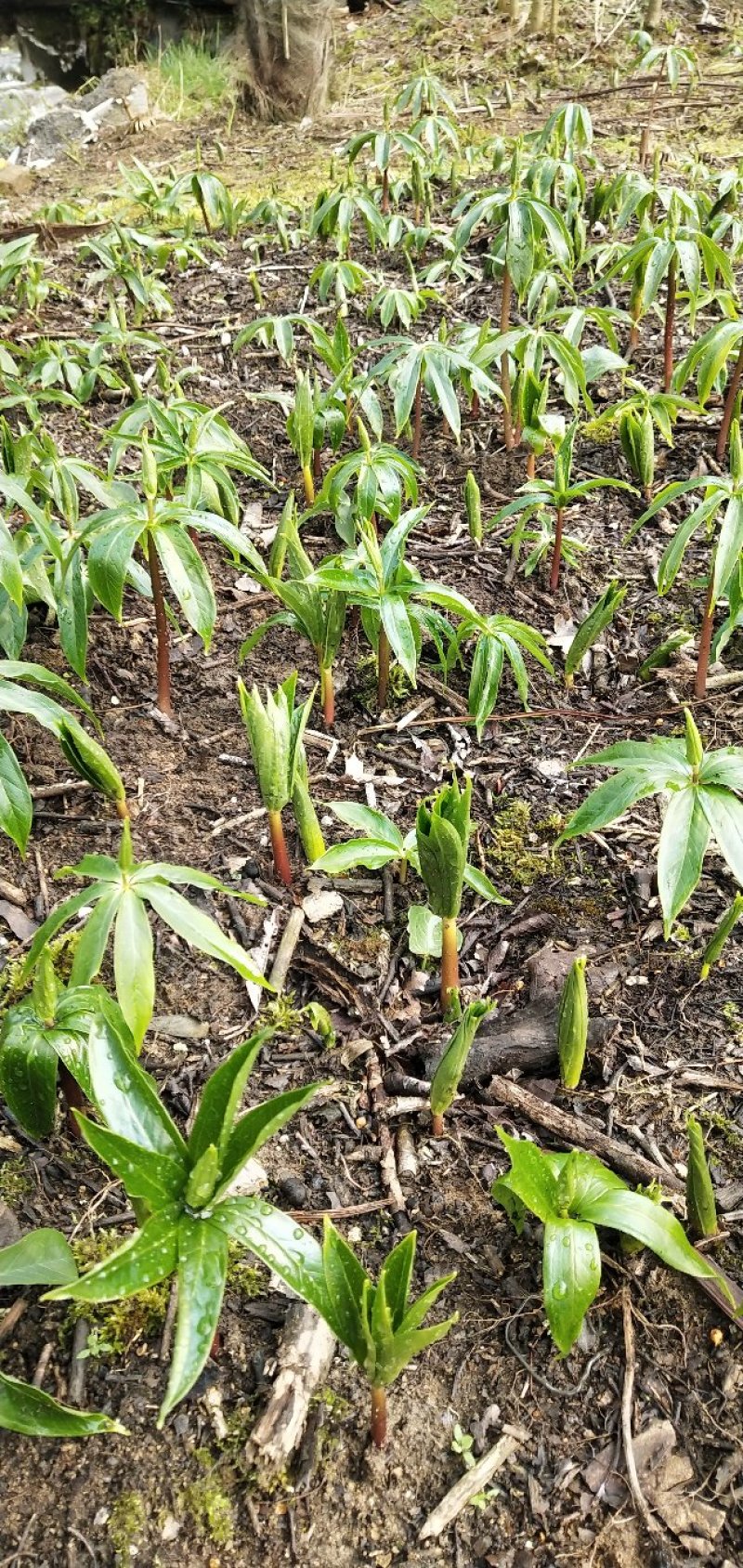华重楼苗野生重楼盆栽七叶一枝花苗多年生药材庭院阳台绿植花