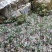 华重楼苗野生重楼盆栽七叶一枝花苗多年生药材庭院阳台绿植花