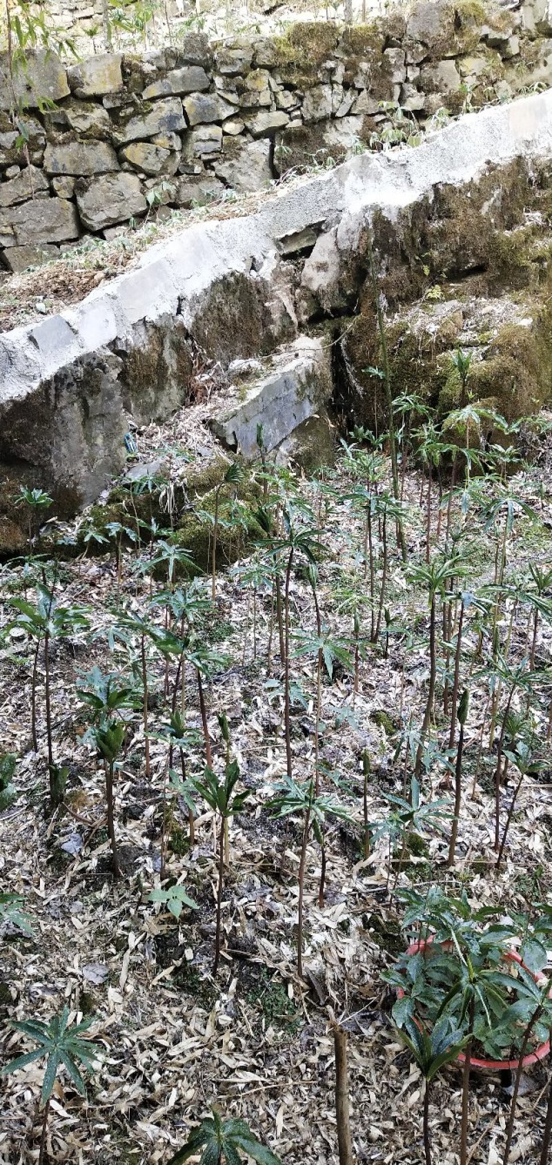 华重楼苗野生重楼盆栽七叶一枝花苗多年生药材庭院阳台绿植花