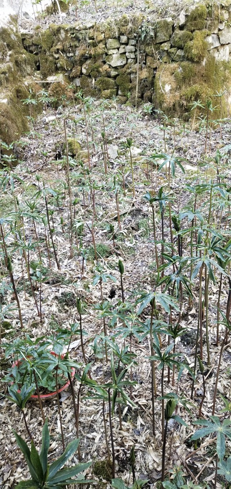 华重楼苗野生重楼盆栽七叶一枝花苗多年生药材庭院阳台绿植花